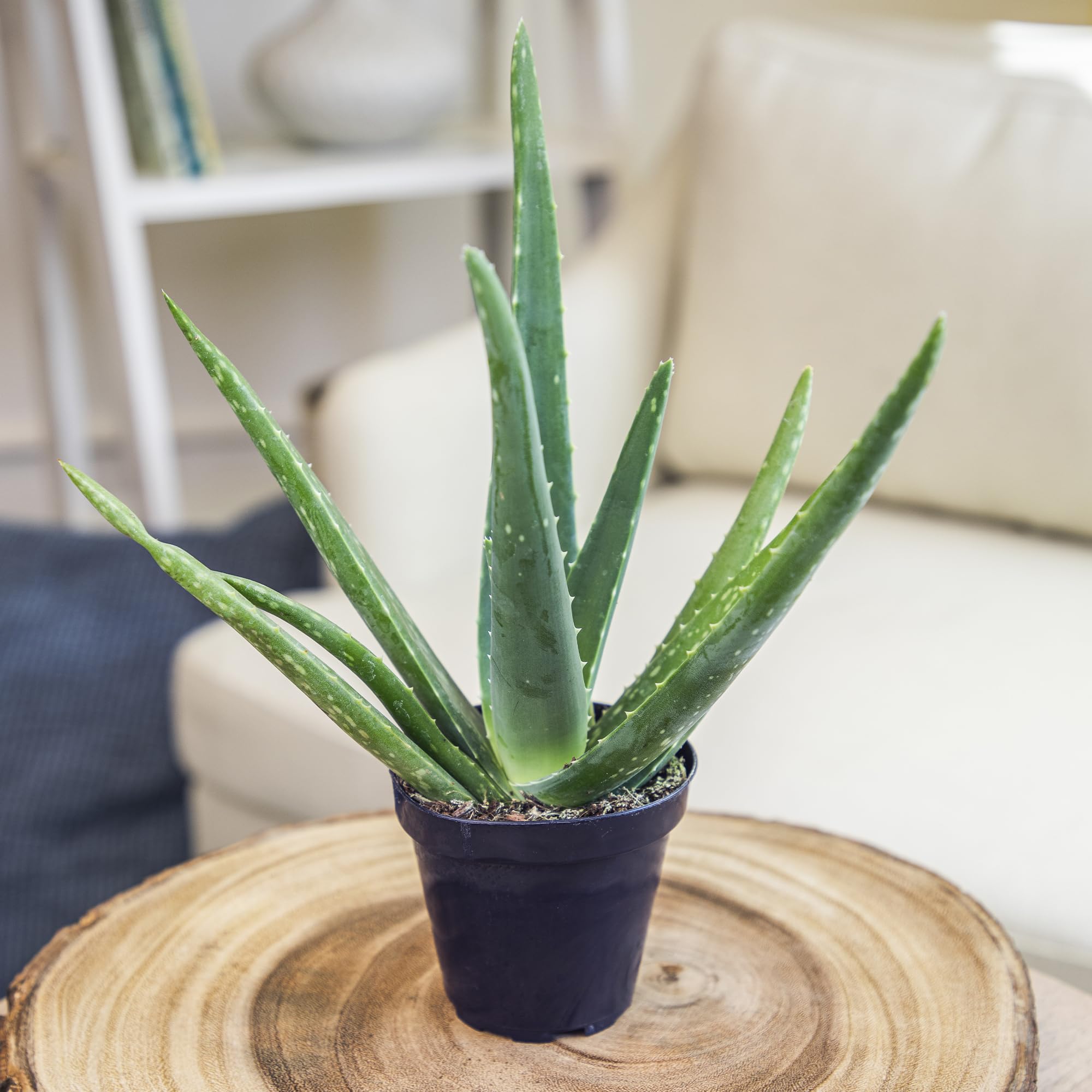 Tall Aloe vera specimen reaching 10–12 inches, perfect for bright spaces.