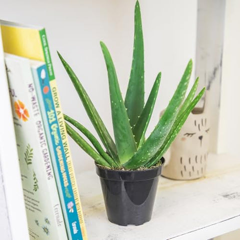 Aloe vera succulent in bright indirect light on a windowsill with calm ambiance.
