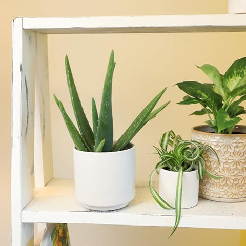 Drought-tolerant Aloe vera succulent thriving with minimal watering and bright light.