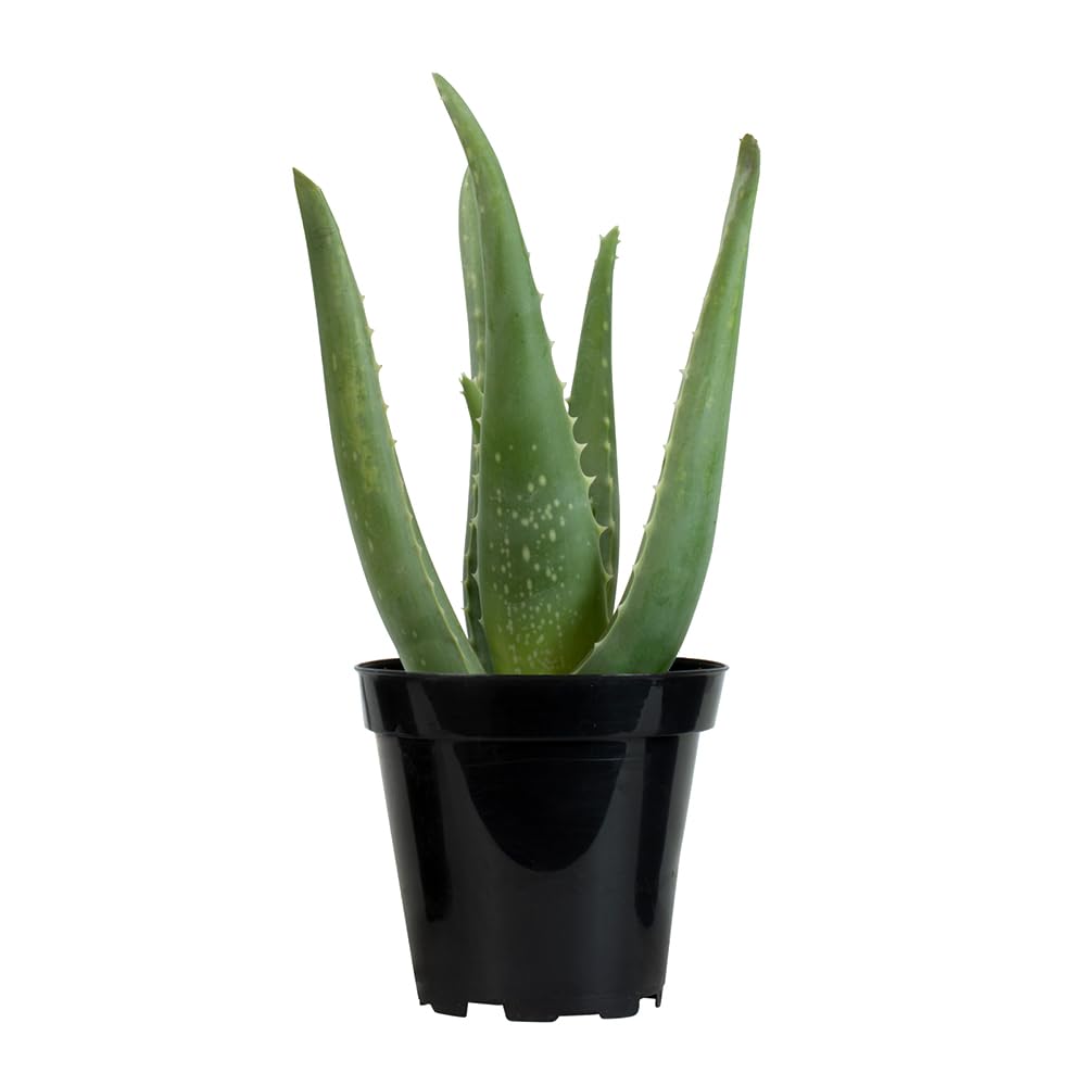 Gift-ready Aloe vera succulent from Plants for Pets with tasteful presentation.
