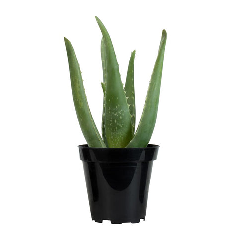 Gift-ready Aloe vera succulent from Plants for Pets with tasteful presentation.