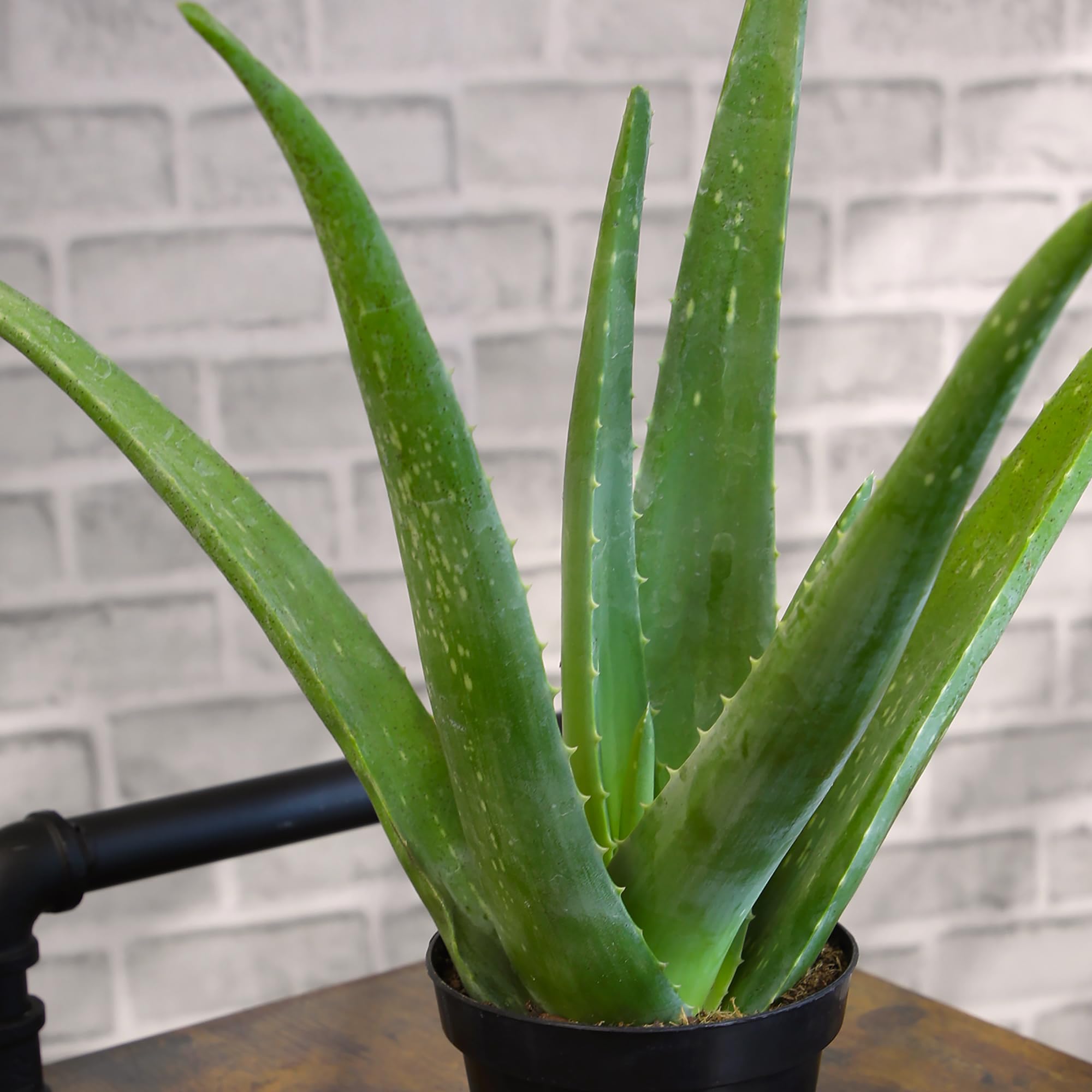 Aloe vera plant from Plants for Pets used in simple skincare rituals at home.