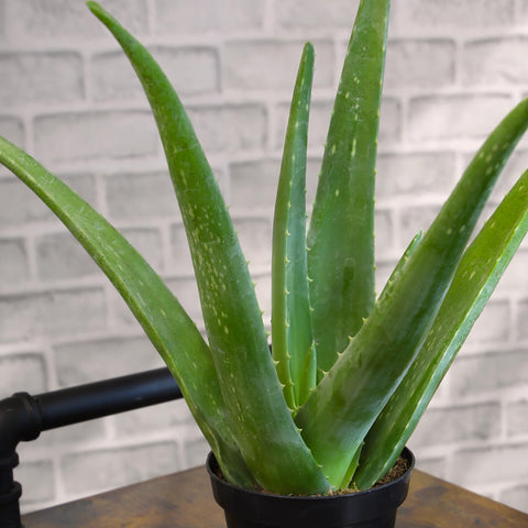 Aloe vera plant from Plants for Pets used in simple skincare rituals at home.