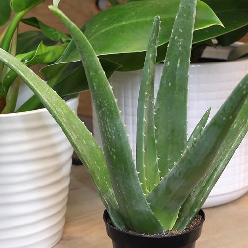 Aloe vera houseplant on an office desk, adding natural decor and focus.
