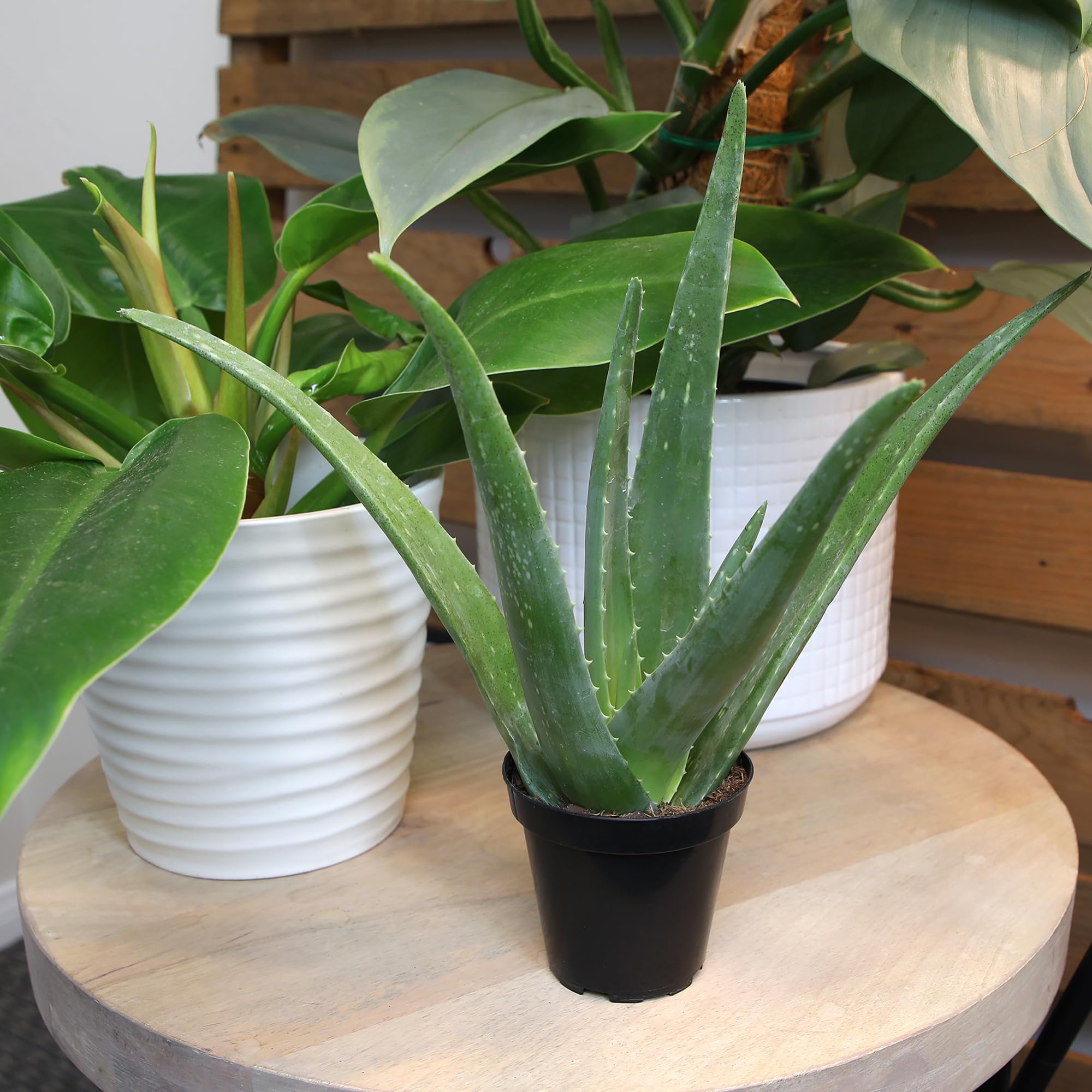Small Aloe vera pot arranged for a compact windowsill garden.