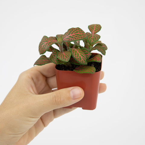 Plants for Pets Aralia Dizygotheca Castor adds texture to shelves.