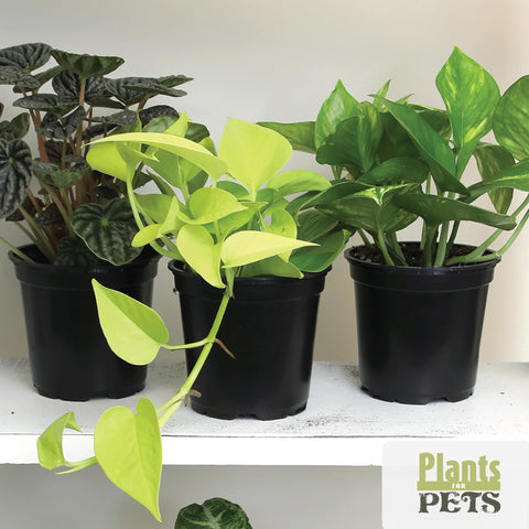 Plants for Pets aralia leafy branches—soft textures for living spaces.