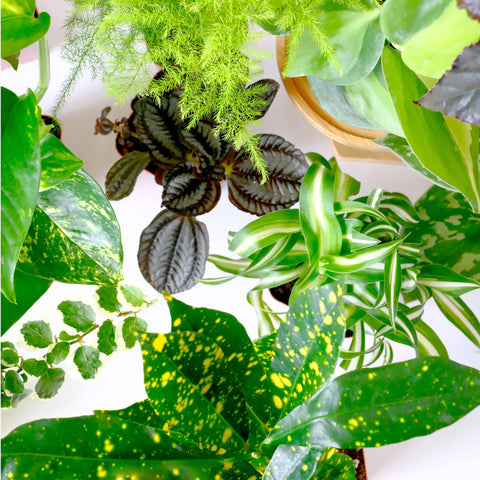 Plants for Pets Aralia Polyscias Ming Gold brings golden-green tones to tabletops.