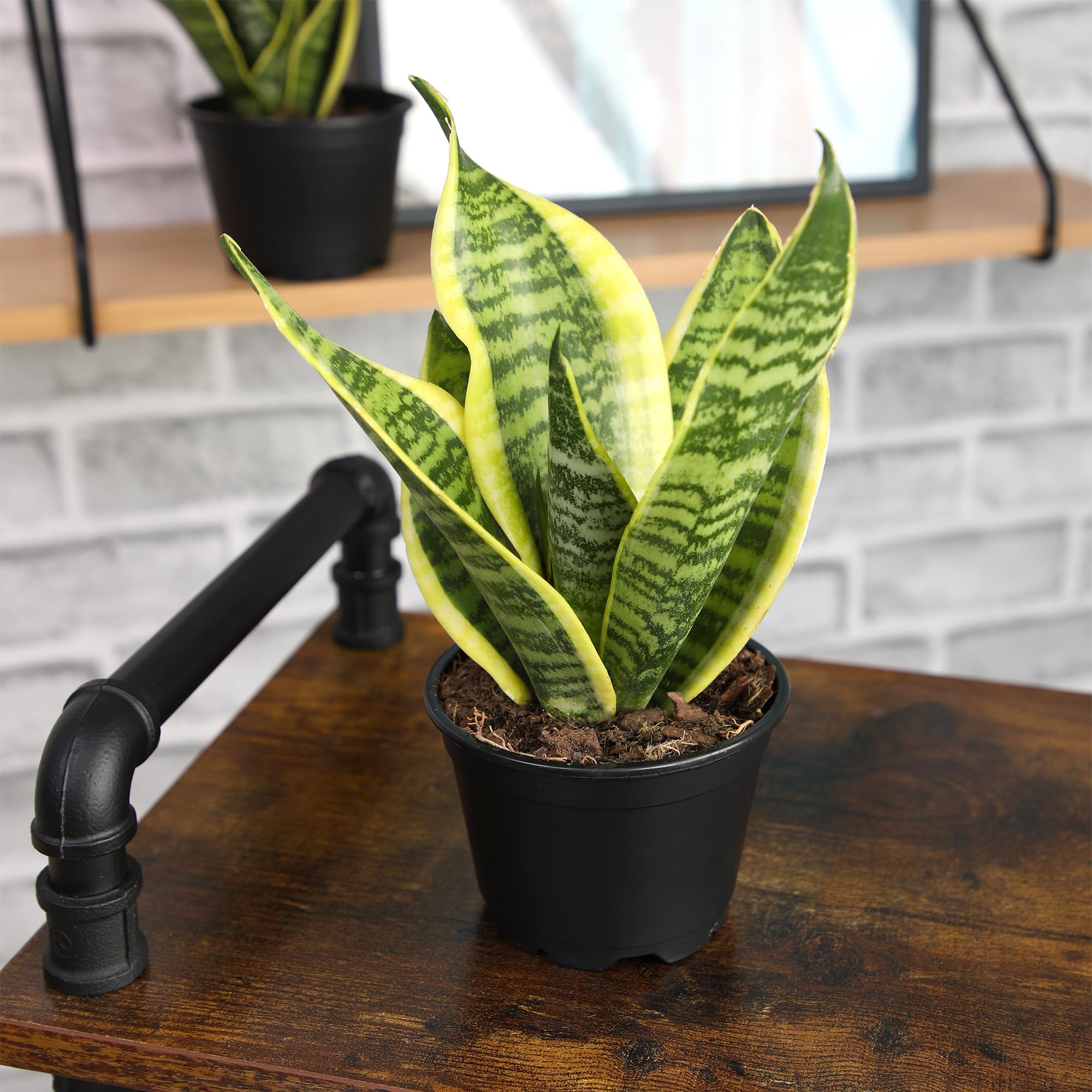Plants for Pets approximately 13 inches tall on arrival.