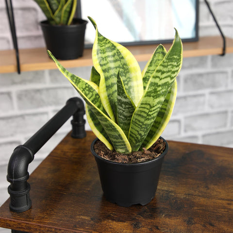 Plants for Pets approximately 13 inches tall on arrival.