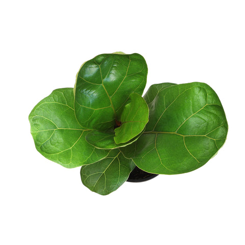 Plants for Pets broad oval fig leaves for bold greenery in modern homes