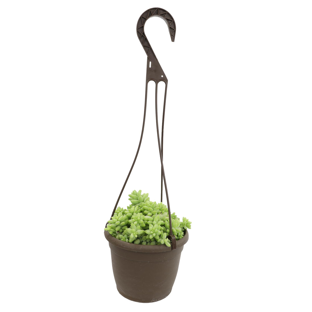 Plants for Pets Burrito 6-inch hanging succulent with cascading blue-green leaves.