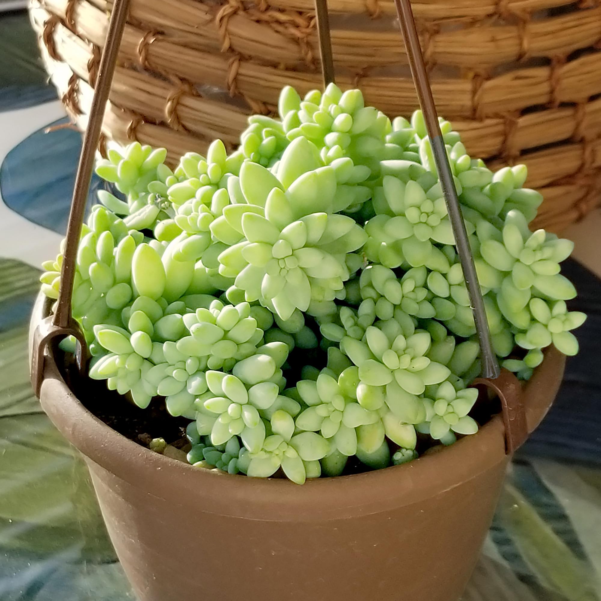 Plants for Pets Burrito leaves display dense blue-green color.