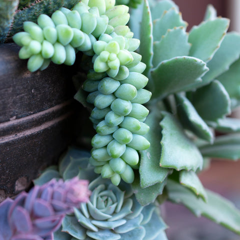 Plants for Pets Burrito care guide illustrating simple watering when dry.