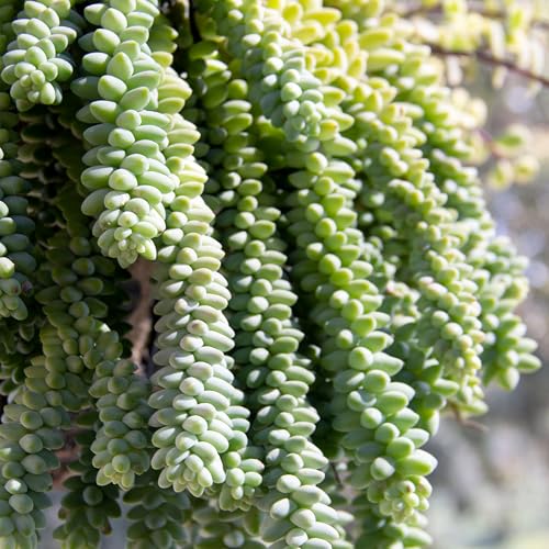 Plants for Pets Burro Tail hanging plant showing trailing green vines.