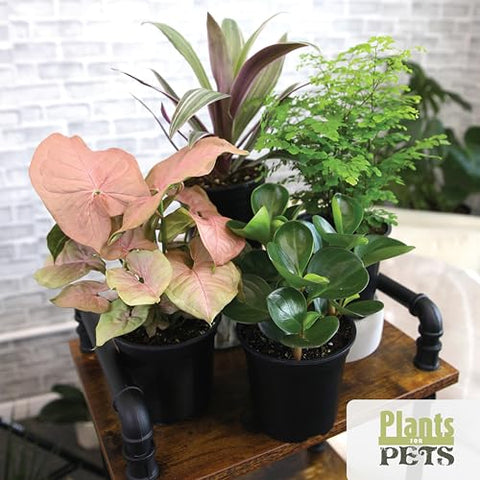 Plants for Pets calathea leaf pattern—vibrant foliage for shaded corners.