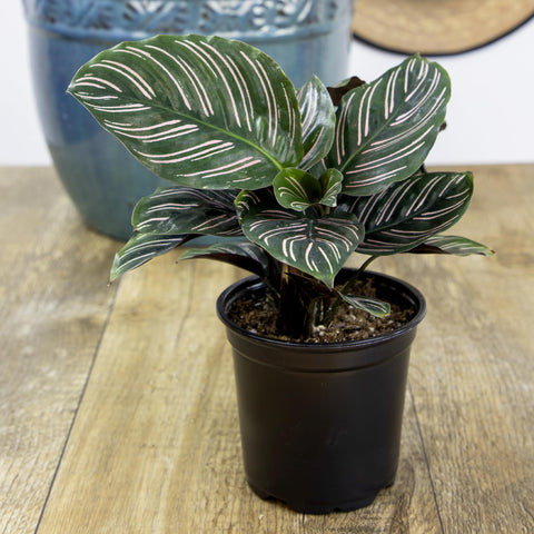 Plants for Pets Calathea mix in 4.25-inch pots ready for indoor decor