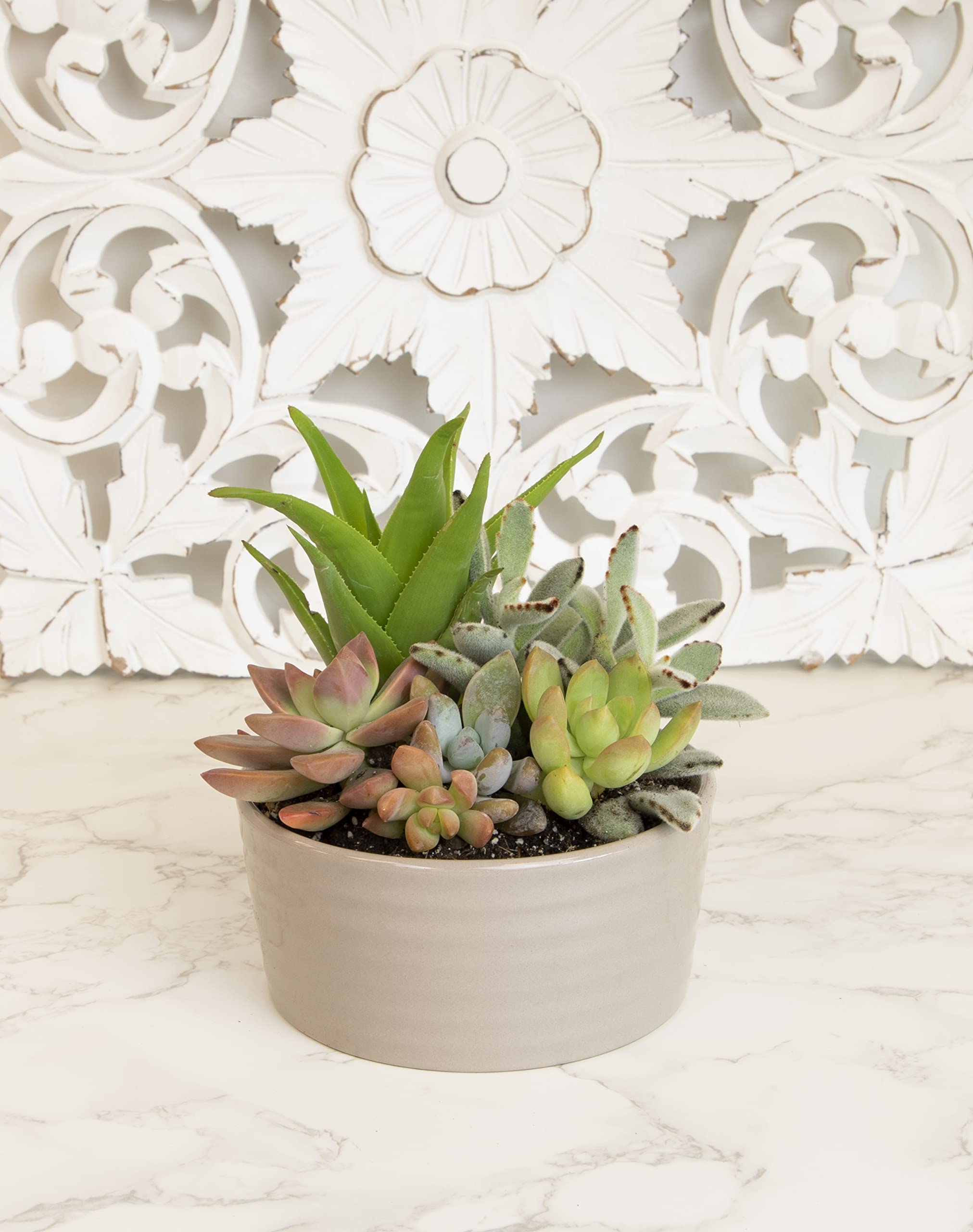 Plants for Pets colorful succulent collection brightens shelves and desks with easy-care plants.