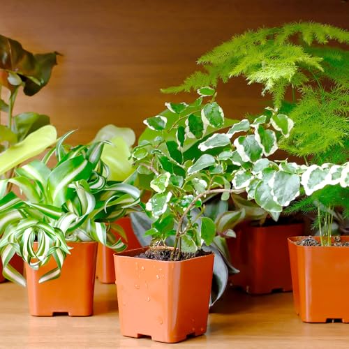Plants for Pets compact indoor plants bring greenery to small spaces and offices.