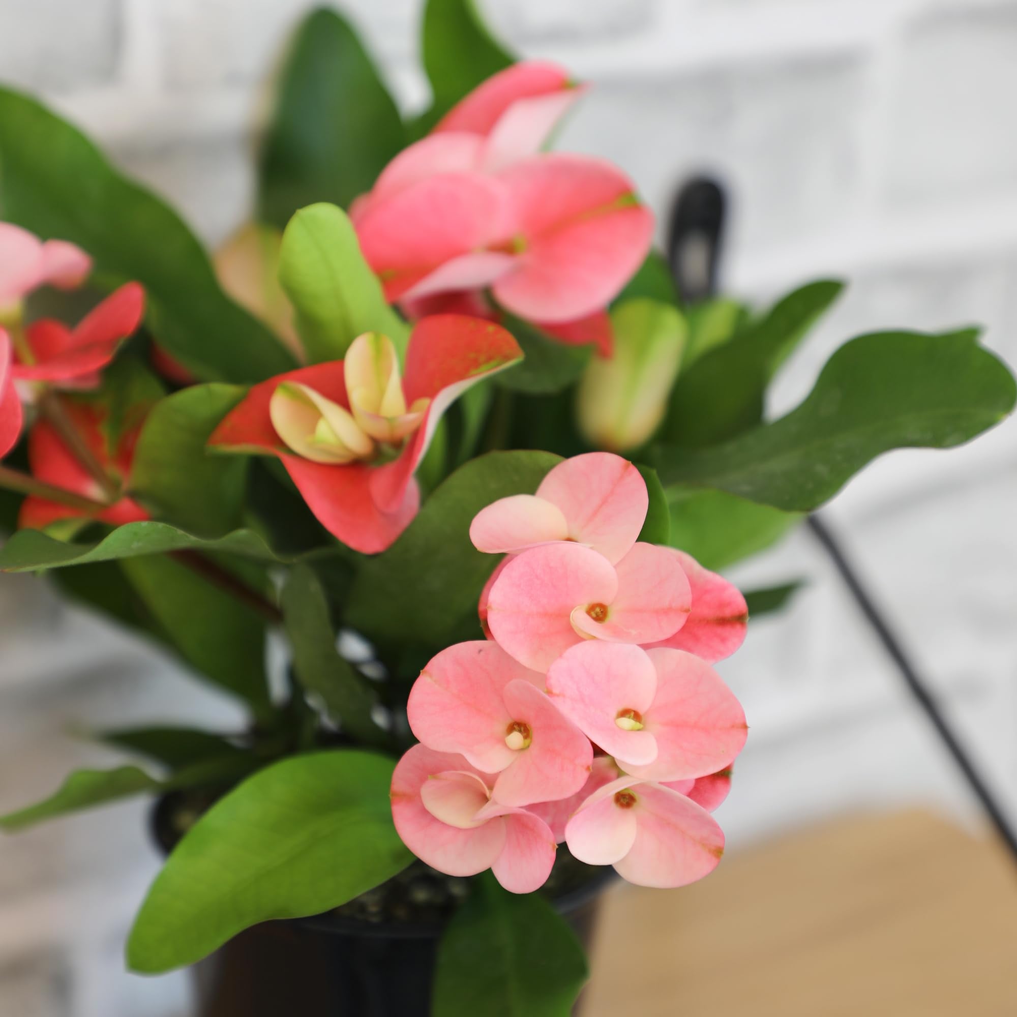 Plants for Pets compact live plant fits shelves, desks, and small spaces