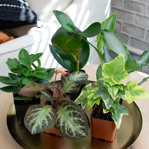 Plants for Pets 4-5 inch tall leaves add bold accents.