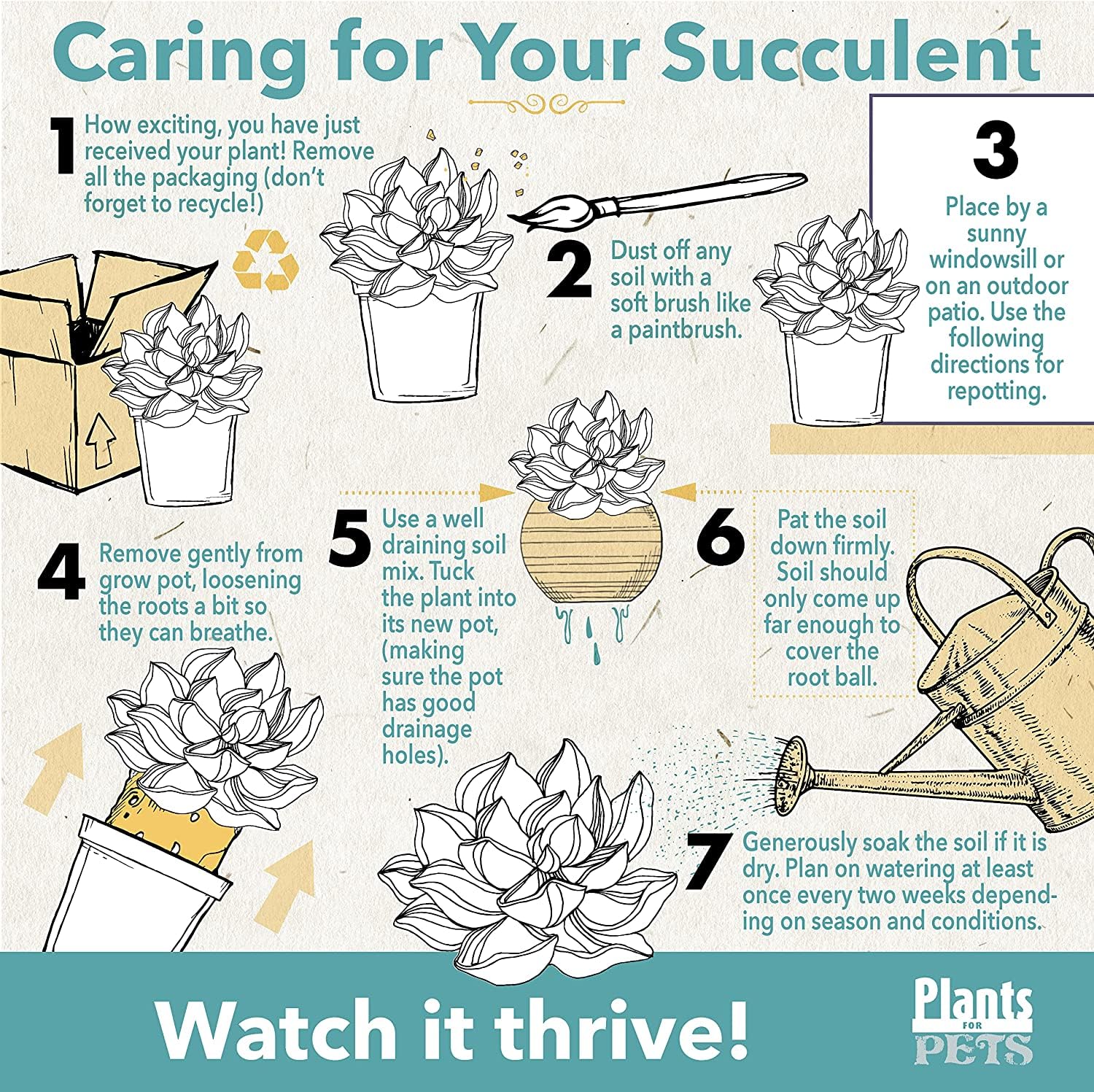 Plants for Pets crown of thorns drought-tolerant succulent for sunny spaces