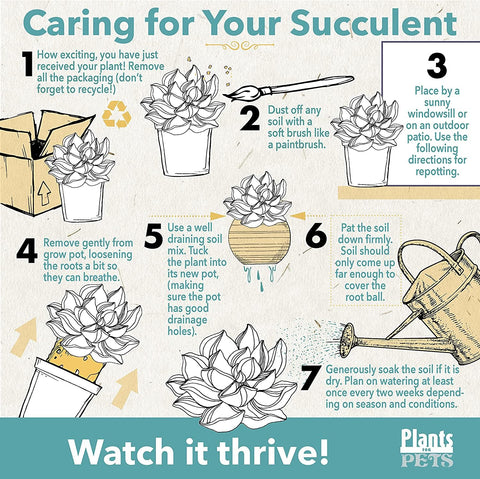 Plants for Pets crown of thorns drought-tolerant succulent for sunny spaces
