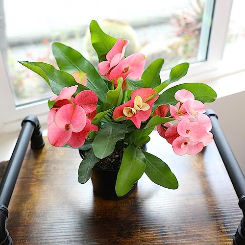 Plants for Pets crown of thorns indoor display shows easy care and stylish decor