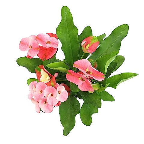 Plants for Pets crown of thorns leaves image emphasizes compact indoor versatility