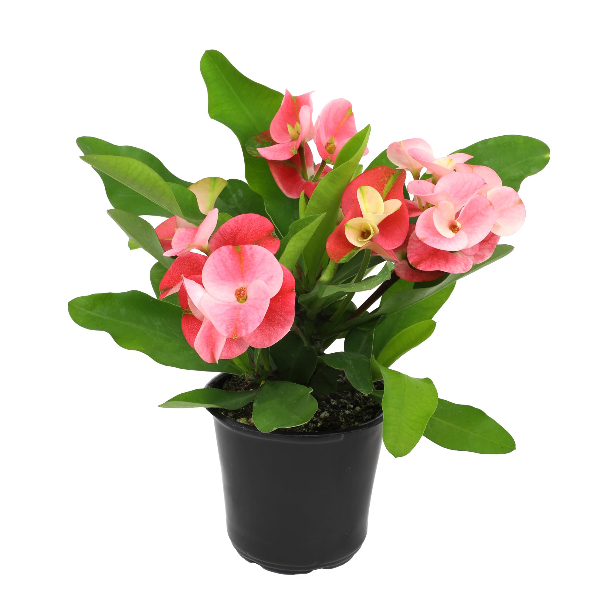Plants for Pets crown of thorns bloom shows vibrant pink bracts for color