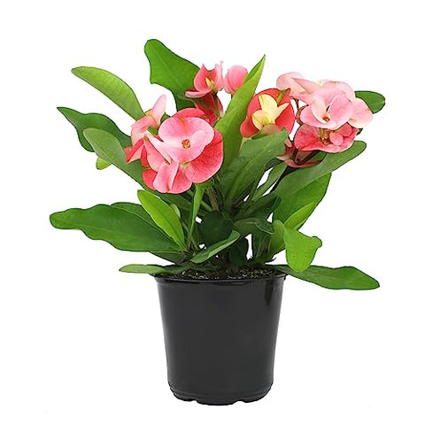 Plants for Pets crown of thorns stem closeup highlights spines and sturdy structure