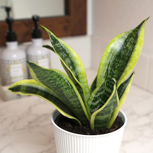 Plants for Pets decorative pot with draining tray keeps indoor gardening tidy.