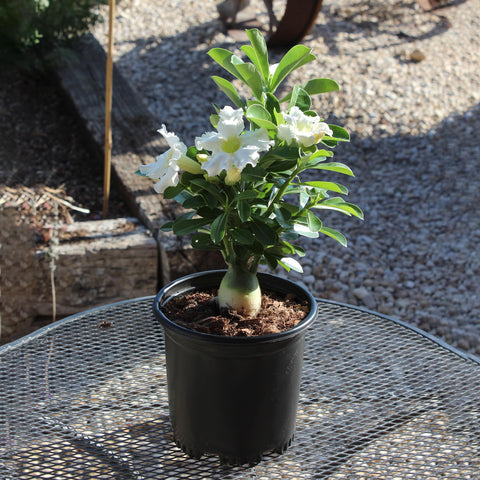Plants for Pets Desert Rose care tips ensure healthy growth and seasonal blooms indoors.