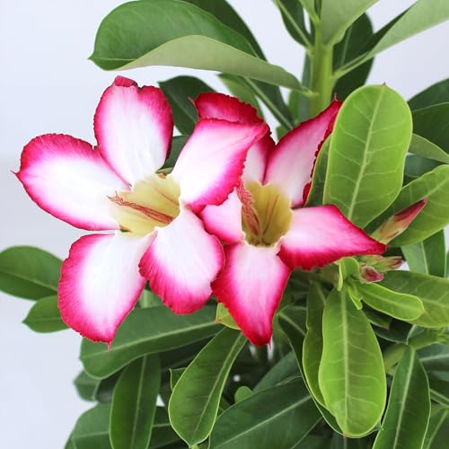 Plants for Pets Desert Rose caudex showcases a bonsai-like silhouette in a stylish pot.