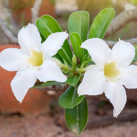 Plants for Pets white desert rose caudex adds sculptural interest to containers