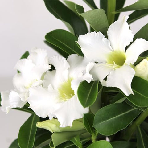 Plants for Pets white desert rose flowering plant brightens outdoor spaces