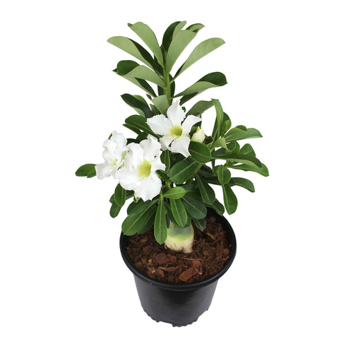 Plants for Pets white desert rose centerpiece with modern planters
