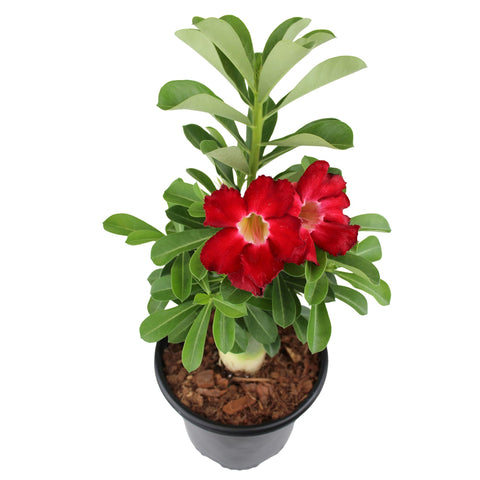 Plants for Pets Desert Rose in modern planters complements contemporary interiors with sculptural charm.