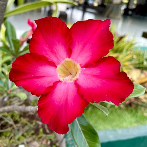 Plants for Pets Desert Rose thriving in a sunlit patio, ready for outdoor display.