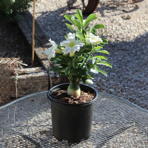 Plants for Pets white desert rose sun-loving plant for patios