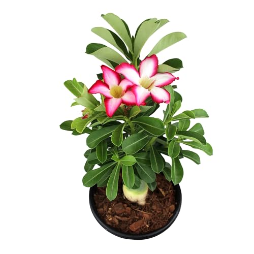 Plants for Pets Desert Rose thrives in bright sun on a patio or sunny windowsill.