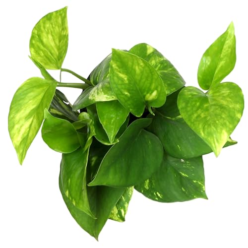 Plants for Pets Devil's Ivy trailing vine suited for hanging planters and shelves.