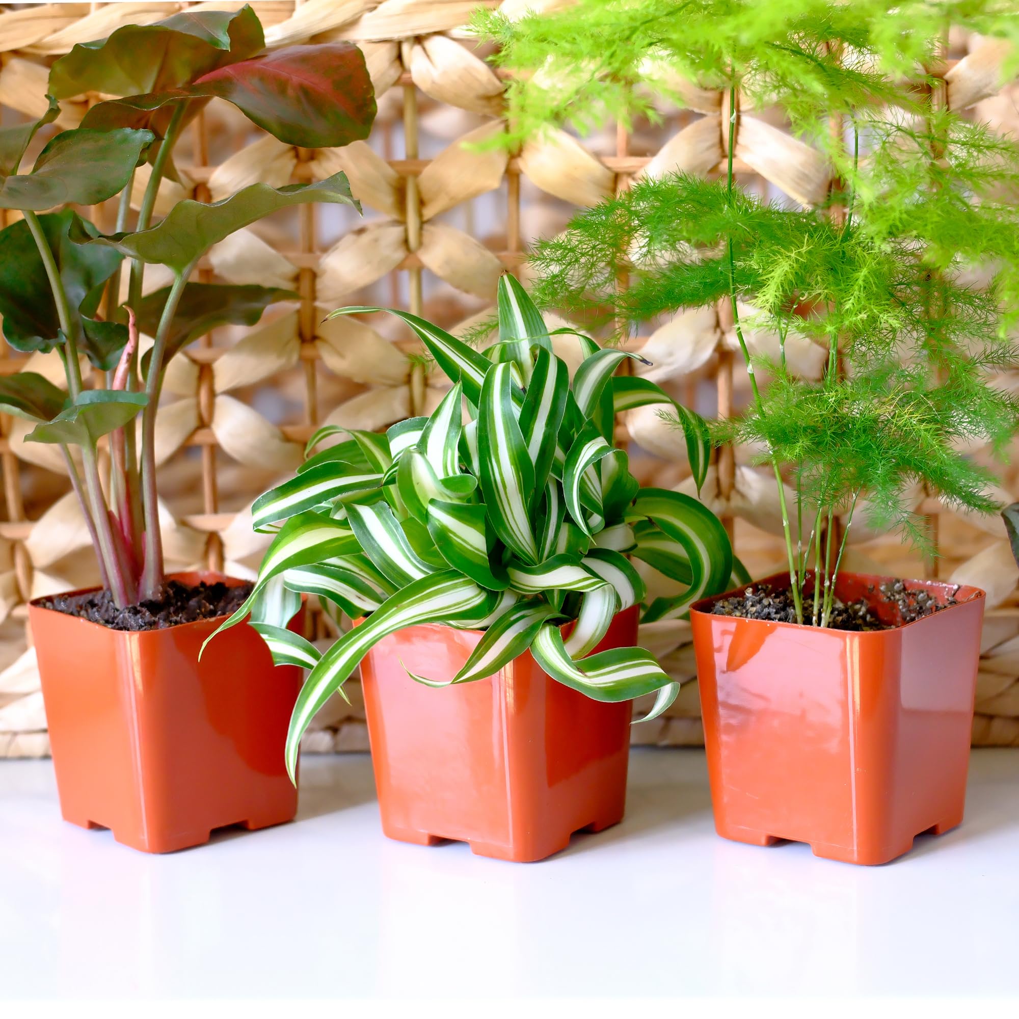 Plants for Pets Dieffenbachia Amy Urc with broad leaves for living rooms.