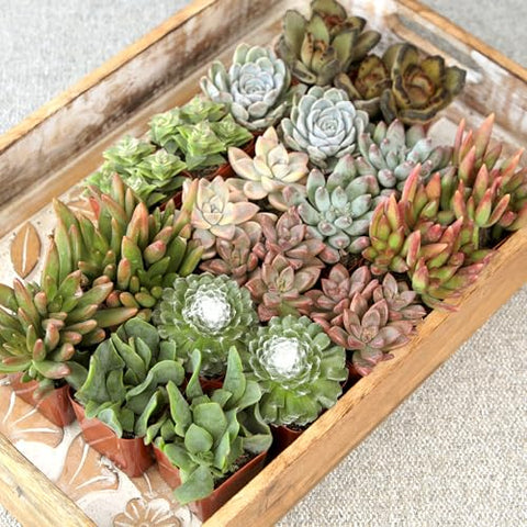 Plants for Pets DIY decor succulents ideal for desks and small crafts.