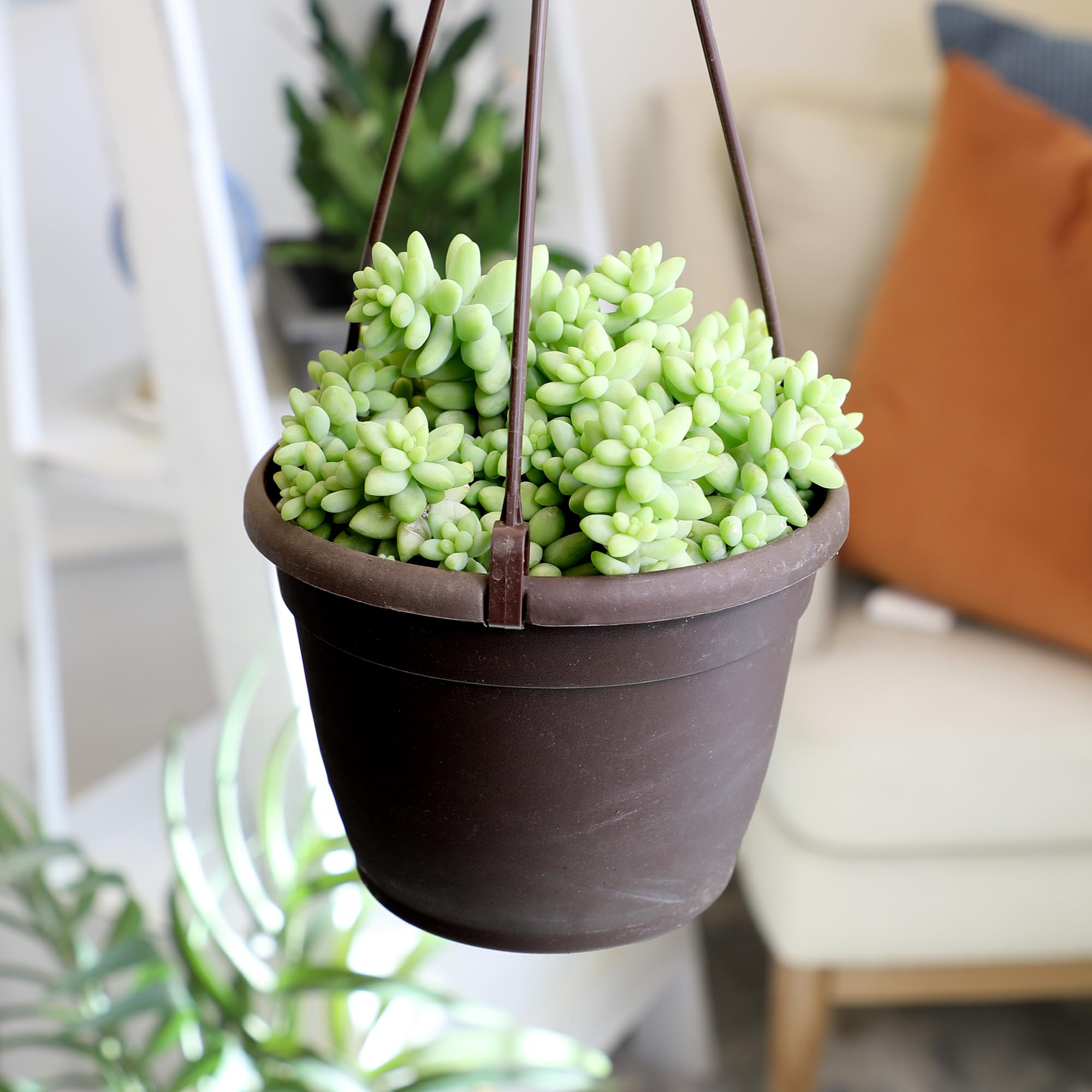 Plants for Pets Donkey tail in 6-inch planter for hanging display.