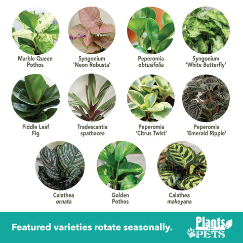 Plants for Pets dracaena stem and leaves—sturdy growth for desks and shelves.