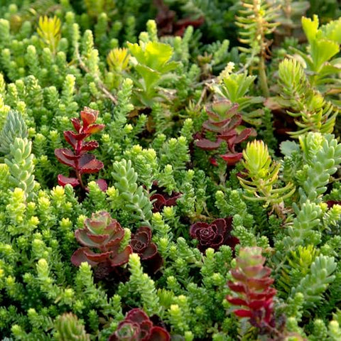 Plants for Pets drought-tolerant sedum tile for low-maintenance lawns.