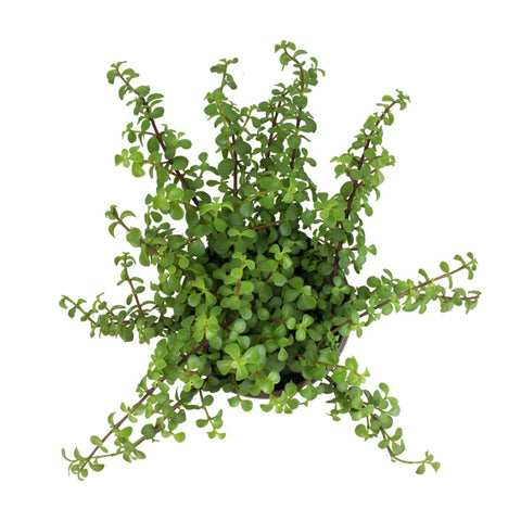 Plants for Pets dwarf elephant bush hanging plant, ideal indoor accent with minimal watering.