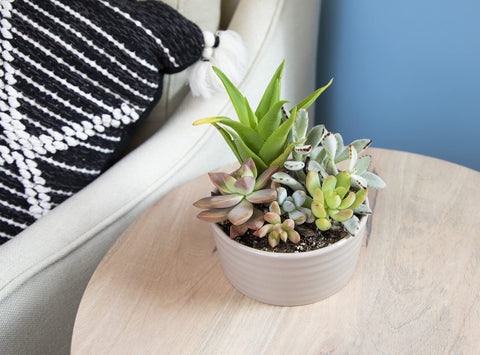 Plants for Pets easy-care gifts featuring ready-to-go succulents for plant lovers.