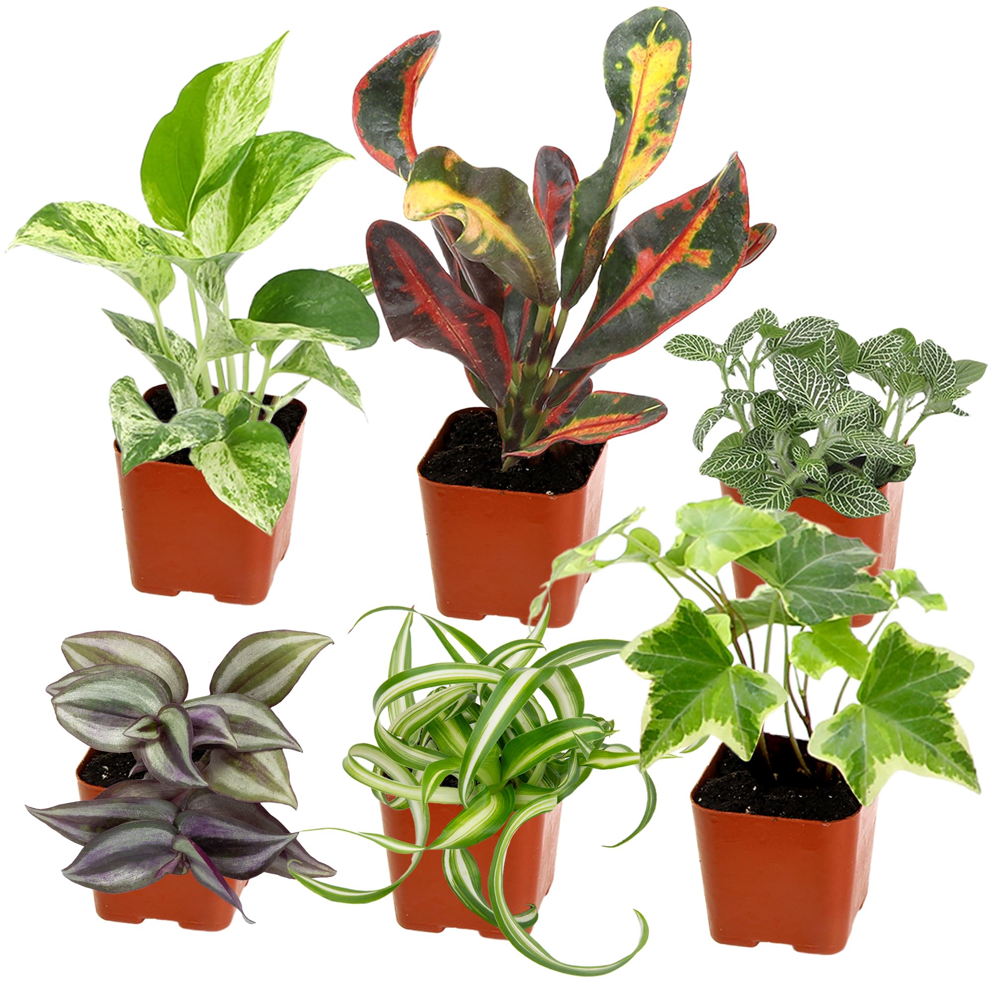 Plants for Pets easy grow houseplants 6pk packaging ready for display.